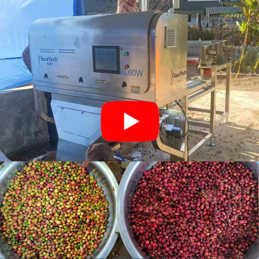 máquina clasificadora de color de grano de café cereza BL60W